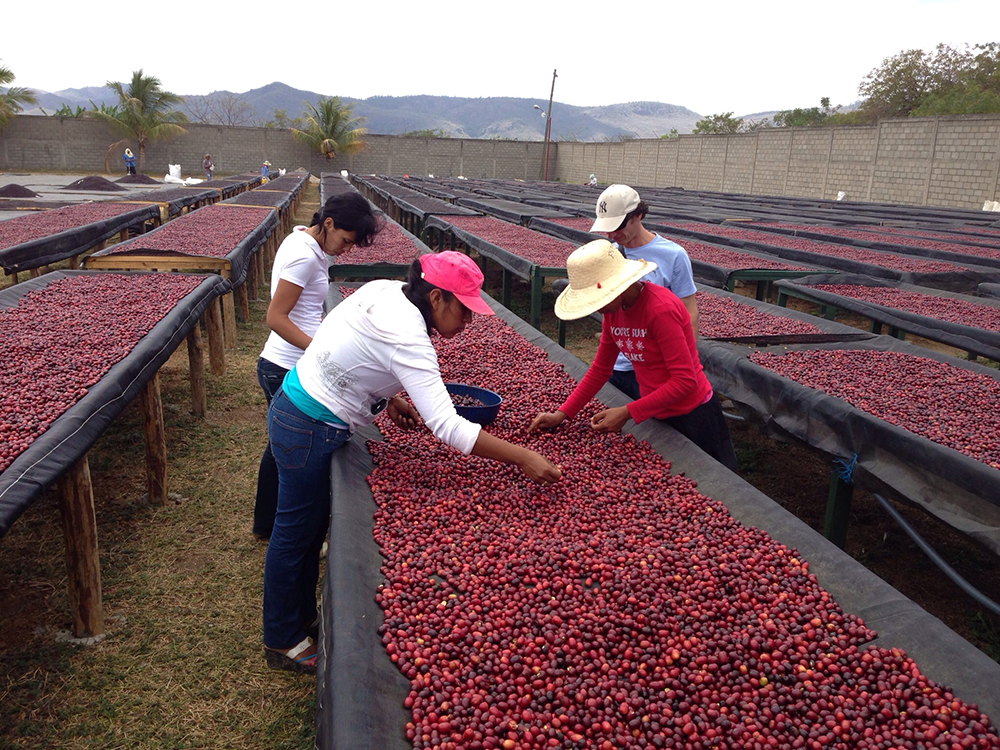 Nicaragua Finca La Esperanza – Samuel Zavala