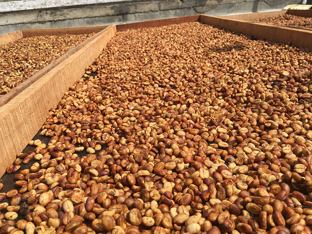 Processing Explained – Washed, Natural, Honey