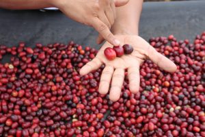 Nicaragua Trip - Beneficio Las Segovias - Part 2