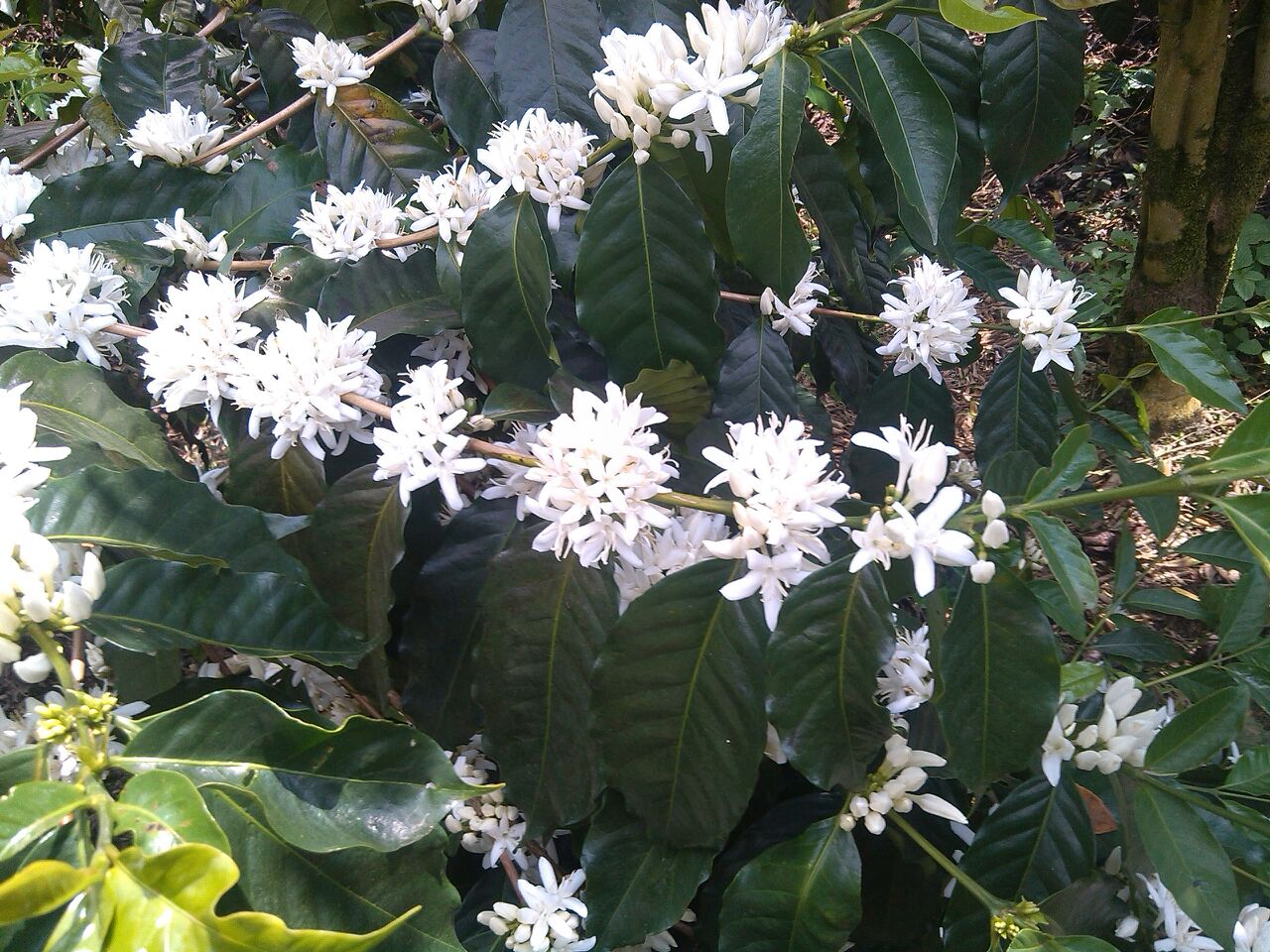 Dimattina Coffee Juria plants in Bedugul