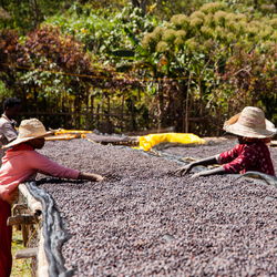 Two women sorting coffee cherries on raised drying beds