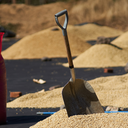 Shovel on a pile of coffee with coffee piles in the background
