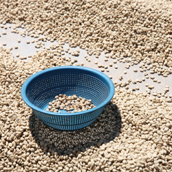 Drying coffee collected in a blue colander