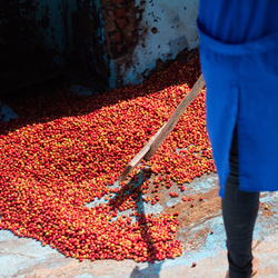Person in blue coat washing coffee cherries