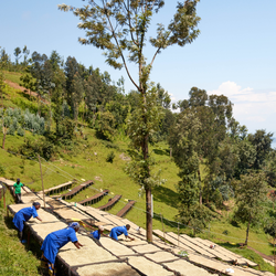 People drying coffee cherries on raised beds in the Rwandan sun