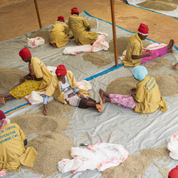 Women sorting coffee on a large tarp outdoors