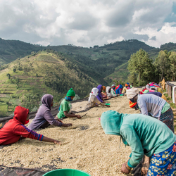 People drying coffee in the sun with a scenic mountain landscape
