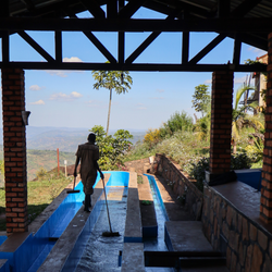 Person washing coffee in channels with a scenic background