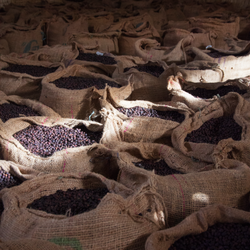 Hessian bags full of naturally dried coffee cherries