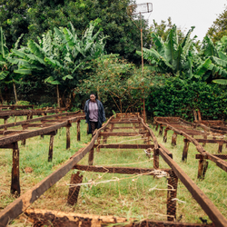 Peris walking amongst her raised coffee dying beds