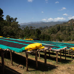 Coffee cherries drying in the sun on raised bed with a scenic mountain background