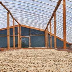 Raised coffee dying beds inside a wooden structure