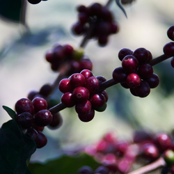 Close-up of ripe coffee cherries on a branch