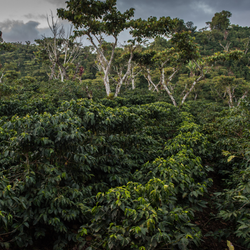 Coffee trees shaded by native inga trees in Guatemala
