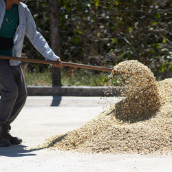 A person shoveling dried coffee on a concrete pad