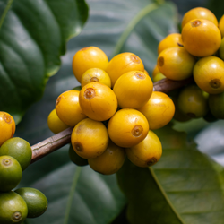 Close-up of ripe yellow gesha coffee cherries on a branch with green leaves.