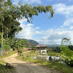 Indonesian coffee farm landscape